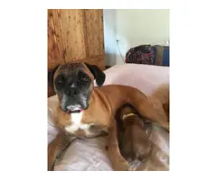 2 Boxer puppies available - 6