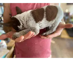 8 cattle dog puppies looking for new homes - 4