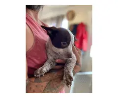 8 cattle dog puppies looking for new homes - 6