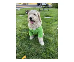 Super cute Labradoodle Puppies for sale