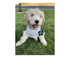 Super cute Labradoodle Puppies for sale - 2