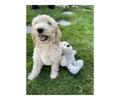 Super cute Labradoodle Puppies for sale - 5