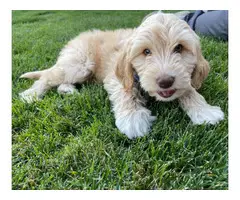 Super cute Labradoodle Puppies for sale - 6