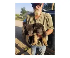 2 German Shepherd puppies for sale