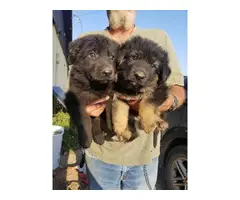 2 German Shepherd puppies for sale - 3