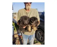 2 German Shepherd puppies for sale - 4