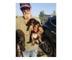 2 German Shepherd puppies for sale - 5
