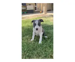 American Pitbull Terrier Puppy - 2