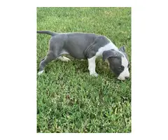 American Pitbull Terrier Puppy - 5
