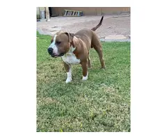 American Pitbull Terrier Puppy - 8