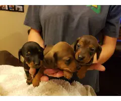 3 Mini Dachshund Puppies Available - 2