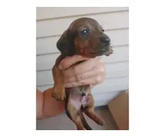 3 Mini Dachshund Puppies Available - 4