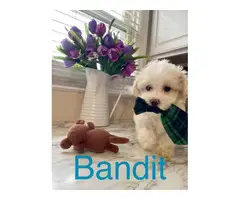 4 Maltipoo puppies for sale