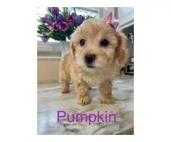 4 Maltipoo puppies for sale - 3