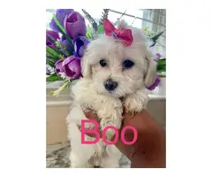 4 Maltipoo puppies for sale - 4