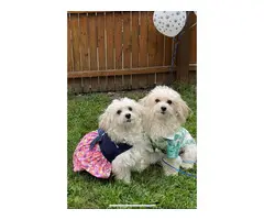 4 Maltipoo puppies for sale - 5