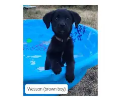 5 Aussiedor puppies for sale
