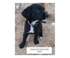 5 Aussiedor puppies for sale - 3