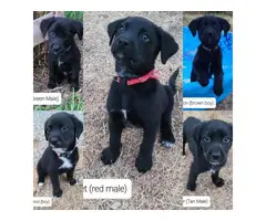 5 Aussiedor puppies for sale - 6