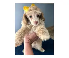 Cream and apricot poodle puppies for sale