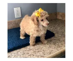 Cream and apricot poodle puppies for sale - 2