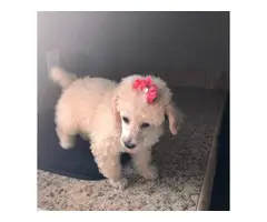 Cream and apricot poodle puppies for sale - 3