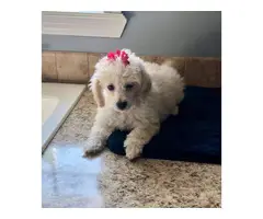 Cream and apricot poodle puppies for sale - 4
