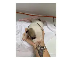 Pitbull / Dogo Argentino Puppies - 3