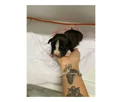 Pitbull / Dogo Argentino Puppies - 8