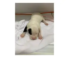 Pitbull / Dogo Argentino Puppies - 14