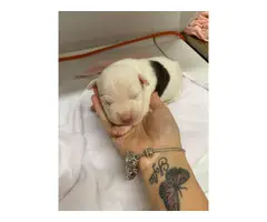 Pitbull / Dogo Argentino Puppies - 15