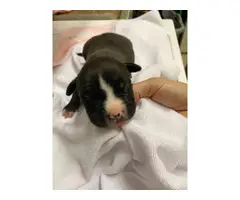 Pitbull / Dogo Argentino Puppies - 18