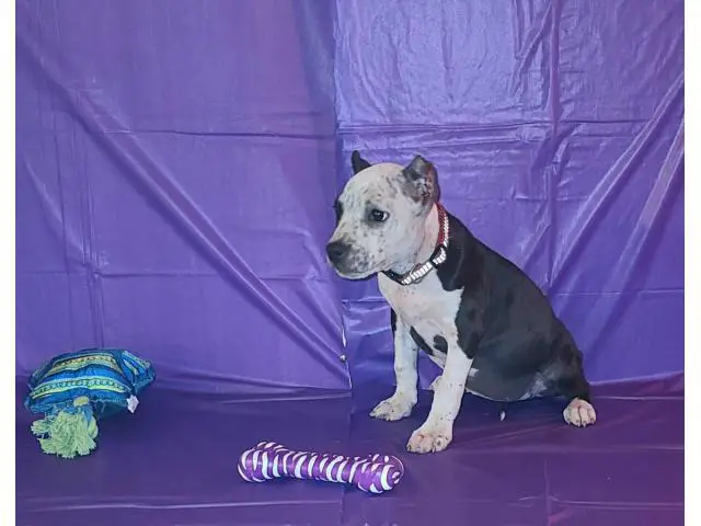 2 months old Pocket bully puppies for sale - 5/13