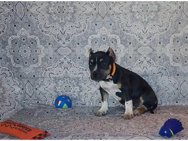 2 months old Pocket bully puppies for sale - 6/13