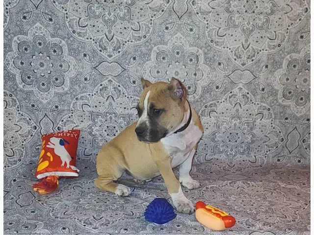 2 months old Pocket bully puppies for sale - 7/13