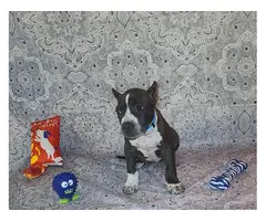 2 months old Pocket bully puppies for sale