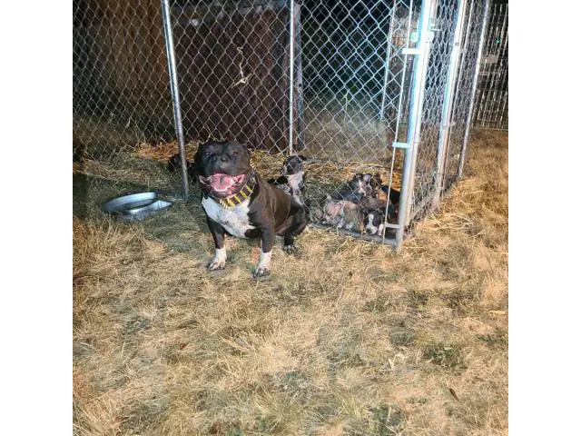 2 months old Pocket bully puppies for sale - 9/13