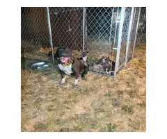 2 months old Pocket bully puppies for sale - 9