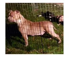 2 months old Pocket bully puppies for sale - 10