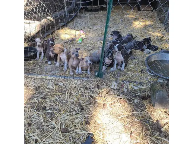 2 months old Pocket bully puppies for sale - 12/13