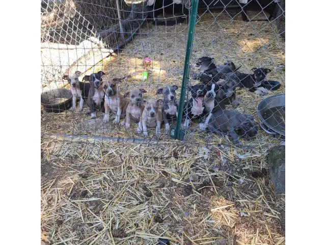 2 months old Pocket bully puppies for sale - 13/13