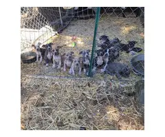 2 months old Pocket bully puppies for sale - 13