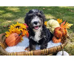 Tri-colored Bernedoodle puppies for sale
