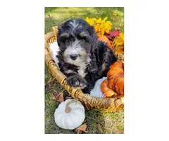 Tri-colored Bernedoodle puppies for sale - 2