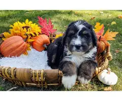 Tri-colored Bernedoodle puppies for sale - 3