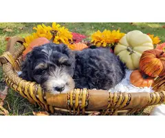 Tri-colored Bernedoodle puppies for sale - 4