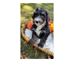 Tri-colored Bernedoodle puppies for sale - 5