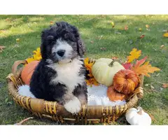 Tri-colored Bernedoodle puppies for sale - 6