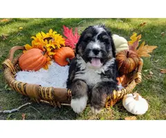 Tri-colored Bernedoodle puppies for sale - 7