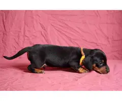 4 Akc full-blooded Dachshund Puppies for Sale - 2